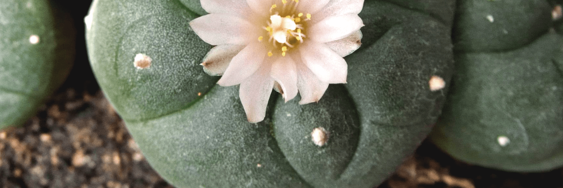 peyote